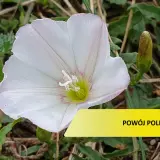 Biały kwiat powoju polnego, który może wymagać oprysku, otoczony zielonymi liśćmi i pąkami.