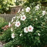 Kiedy sadzić hibiskusa ogrodowego? Krzew z białymi kwiatami i czerwonymi środkami, kwitnący latem, obok drewnianego płotka.