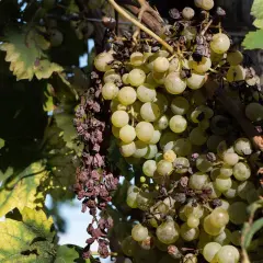Gruszkowate winogrona obok zasuszonych kiści, liście z przebarwieniami wskazują na choroby winorośli.