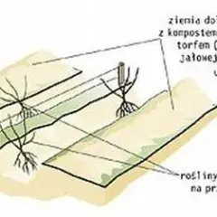 Jaka wysokość żywopłotu jest legalna? Poznaj zasady!