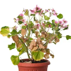 Pelargonia z żółtymi i brązowymi liśćmi, oznaki chorób pelargonii.