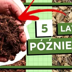 Czy zrębki zakwaszają glebę? Ekspert rozwiewa wątpliwości!