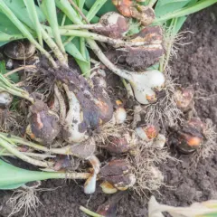 Kiedy wykopywać tulipany? Cebulki tulipanów z korzeniami i liśćmi leżą na ziemi.