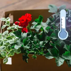 Jak przezimować pelargonie w kartonie? Wskazówki dotyczące ochrony roślin przed mrozem.