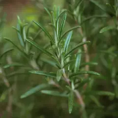Zielony, aromatyczny rozmaryn w pełnym rozkwicie. Jego pędy i igiełkowate liście świadczą o udanej uprawie.