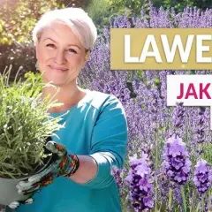 Lawenda w doniczce: Jak sadzić i pielęgnować dla bujnego kwitnienia?