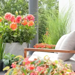 Piękne, pomarańczowo-różowe dalie w donicach tworzą letnią atmosferę na tarasie. Obok nich trawy ozdobne i wygodne meble.