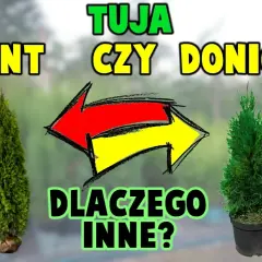 Tuja w doniczce marnieje? Szybka diagnoza i ratunek krok po kroku!