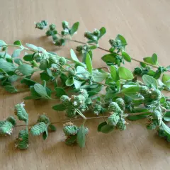 Gałązki oregano, świeżo zebrane z uprawy, z zielonymi liśćmi i pąkami kwiatowymi.