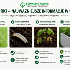Objawy ziemiórek: więdnięcie roślin, żółknięcie liści, zahamowanie wzrostu. Zwalczaj muszki i larwy.
