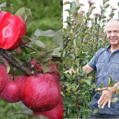 Czerwonomiąższowa jabłoń obdarza obfitym plonem. Na gałęziach wiszą soczyste, czerwone jabłka, a jeden owoc jest przekrojony, ukazując intensywnie czerwony miąższ.