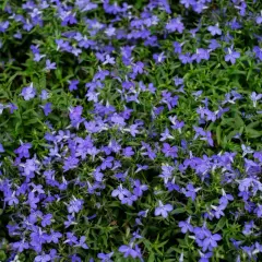 Gęste, kwitnące lobelie tworzą dywan niebieskich kwiatów. Idealne lobelia stanowisko to słoneczne miejsce.