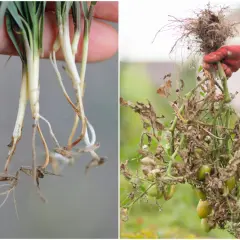 Zdrowe korzenie trawy po lewej, po prawej uszkodzona przez fytoftorozę roślina pomidora z brązowymi liśćmi i zielonymi owocami.