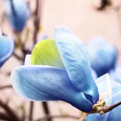 Niebieska magnolia z kroplami deszczu na płatkach, delikatnie otwiera swoje pąki.