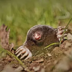 Kret wychodzący z ziemi, widoczne łapki z pazurami i futro.