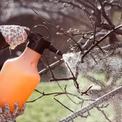 Rękawiczka w kwiaty trzyma opryskiwacz, pryskając gałęzie drzewa. To idealny moment, kiedy pryskać śliwy miedzianem, by chronić je przed chorobami.