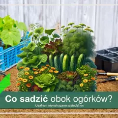 Kompozycja warzyw: ogórki, sałata, kapusta, nagietki i koper. Dowiedz się, co sadzić obok ogórków, by stworzyć idealne sąsiedztwo.
