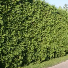 Gęsty, zielony żywopłot z tui wzdłuż drogi.