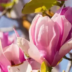 Sadzenie magnolii: Uniknij błędów i ciesz się kwiatami!