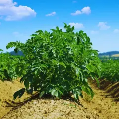 Zdrowe, zielone krzaki ziemniaków na polu. Odpowiedni nawóz pod ziemniaki zapewni im taki wzrost.