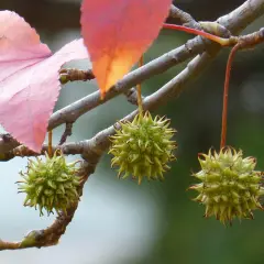 Kolczaste owocki ambrowca amerykańskiego gum ball zwisają z gałęzi obok różowych liści.