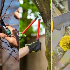 Przycinanie drzewek kolumnowych: sekator do drobnych gałązek, nożyce do grubszych, piła do grubych konarów.