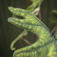 Liść alocasia jacklyn z charakterystycznym, pofałdowanym brzegiem i meszkiem.