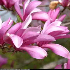 Magnolia Betty rozkwita w pełnej krasie, jej różowe płatki delikatnie się otwierają, zapraszając do podziwu.