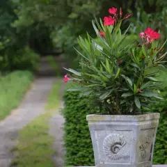 Kwiatowy oleander w donicy z motywem muszli, na tle zielonej ścieżki w ogrodzie.