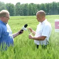 Pszenica na słabe gleby: Odmiany i agrotechnika na V i VI klasę