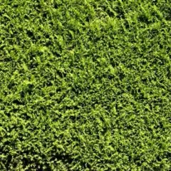 Alternatywy dla tui: 10 roślin na żywopłot, które pokochasz!