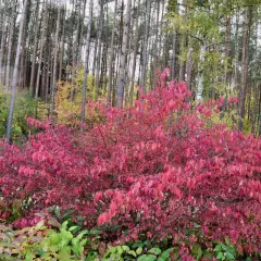 Krzew trzmieliny o intensywnie czerwonych liściach i owocach, otoczony jesiennym lasem. Roślina wygląda zdrowo, bez widocznych oznak chorób.