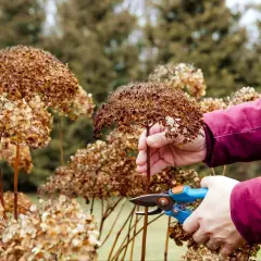 Przycinanie zaschniętych kwiatostanów hortensji. Wiosenne porządki w ogrodzie, przygotowanie do nowego sezonu i zapewnienie lepszego wzrostu dla rośliny, która potrzebuje odpowiedniej ziemi do hortensji.