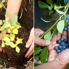Sadzenie borówki jesienią lub wiosną to klucz do obfitych plonów. Na zdjęciu widać sadzonkę i dojrzałe owoce.