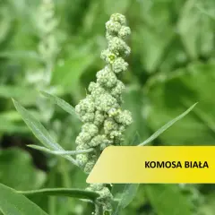 Zielona, kłująca komosa chwast z drobnymi nasionami.