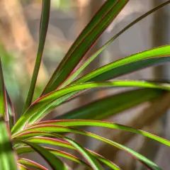 Zielone liście kwiatu dracena z czerwonymi brzegami, oświetlone słońcem.