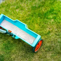 Siewnik z nawozem do trawy, przygotowany do **fertygacji** i pielęgnacji zielonego dywanu.