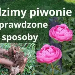 Kiedy sadzić piwonie w donicy? Sekrety obfitego kwitnienia