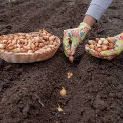 Ręce w kolorowych rękawiczkach sadzą cebulki w ziemi. To idealny czas, kiedy sadzić cebulę, by cieszyć się plonami.