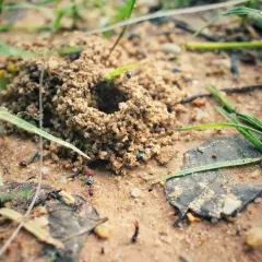 Mrowisko z piasku, a obok niego czai się naturalny wróg mrówek – pająk.