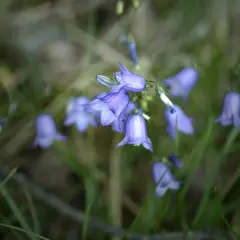 Delikatny dzwonek kwiat w odcieniach fioletu, otoczony zielenią traw.