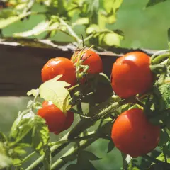 Dojrzałe pomidory po deszczu, gotowe do zbioru. Uwieczniona uprawa pomidorów w gruncie.