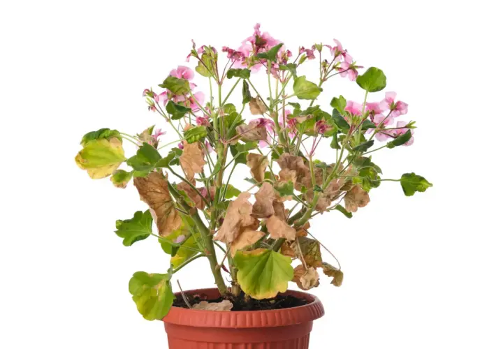 Pelargonia z żółtymi i brązowymi liśćmi, oznaki chorób pelargonii.