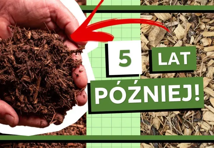 Czy zrębki zakwaszają glebę? Ekspert rozwiewa wątpliwości!