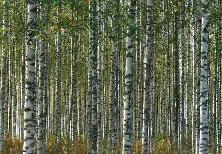 Gęsty las brzozy kolumnowej, z białymi pniakami i zielonymi liśćmi tworzącymi naturalną ścianę.