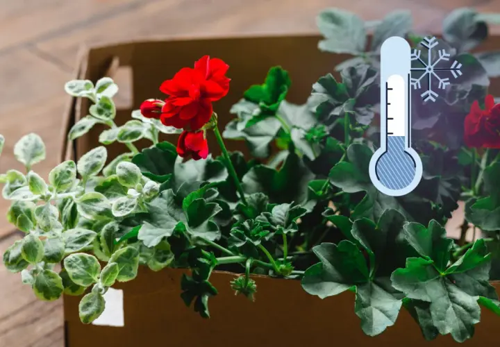 Jak przezimować pelargonie w kartonie? Wskazówki dotyczące ochrony roślin przed mrozem.