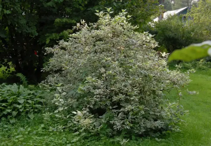 Krzew dereń biały Elegantissima z liśćmi o zielono-białych brzegach, rosnący w ogrodzie wśród zieleni.