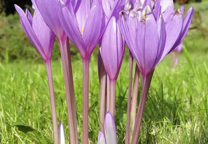 Fioletowe kwiaty, jak wygląda krokus, wznoszą się na purpurowych łodyżkach ponad zieloną trawą.