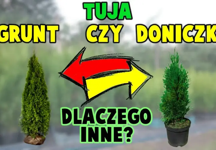 Tuja w doniczce marnieje? Szybka diagnoza i ratunek krok po kroku!