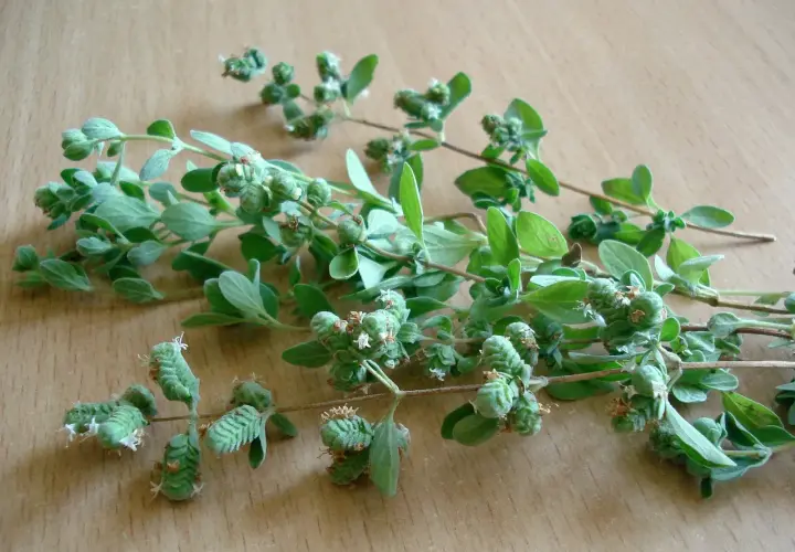 Gałązki oregano, świeżo zebrane z uprawy, z zielonymi liśćmi i pąkami kwiatowymi.